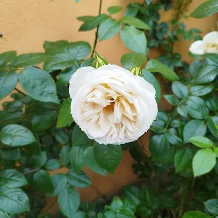 Whirlpool Baden-baden, Schwarzwald Apartamento